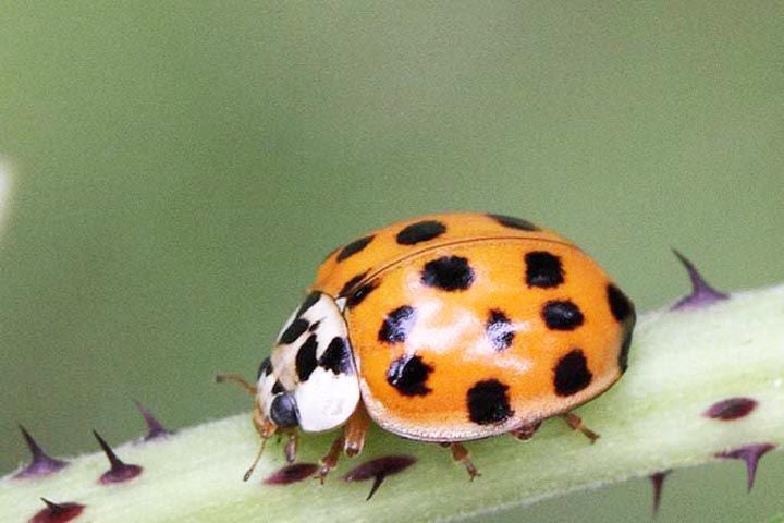 Asian lady bugs invading Texas and Louisiana - Orange Leader | Orange ...