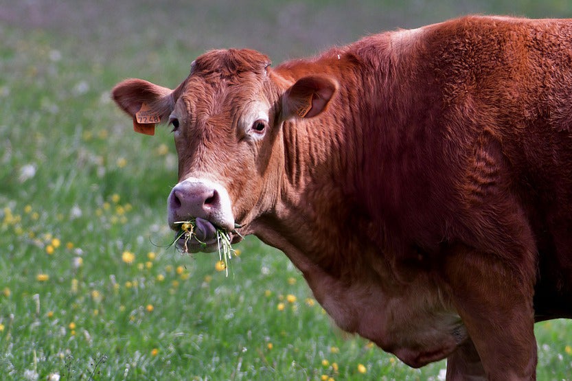 PET TALK: The Remarkable Ruminant Digestive System - Orange Leader