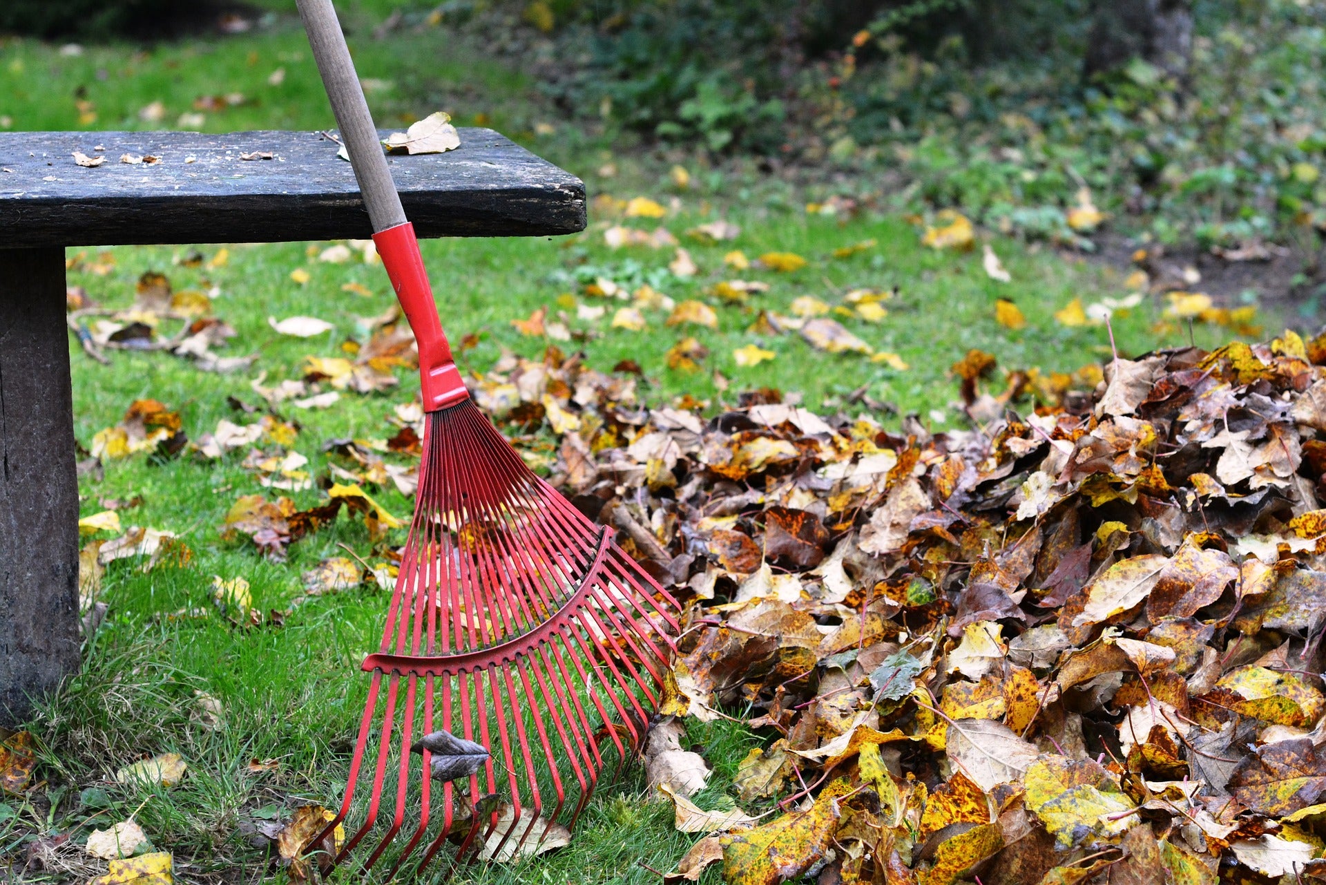 should-i-rake-leaves-or-not-orange-leader-orange-leader