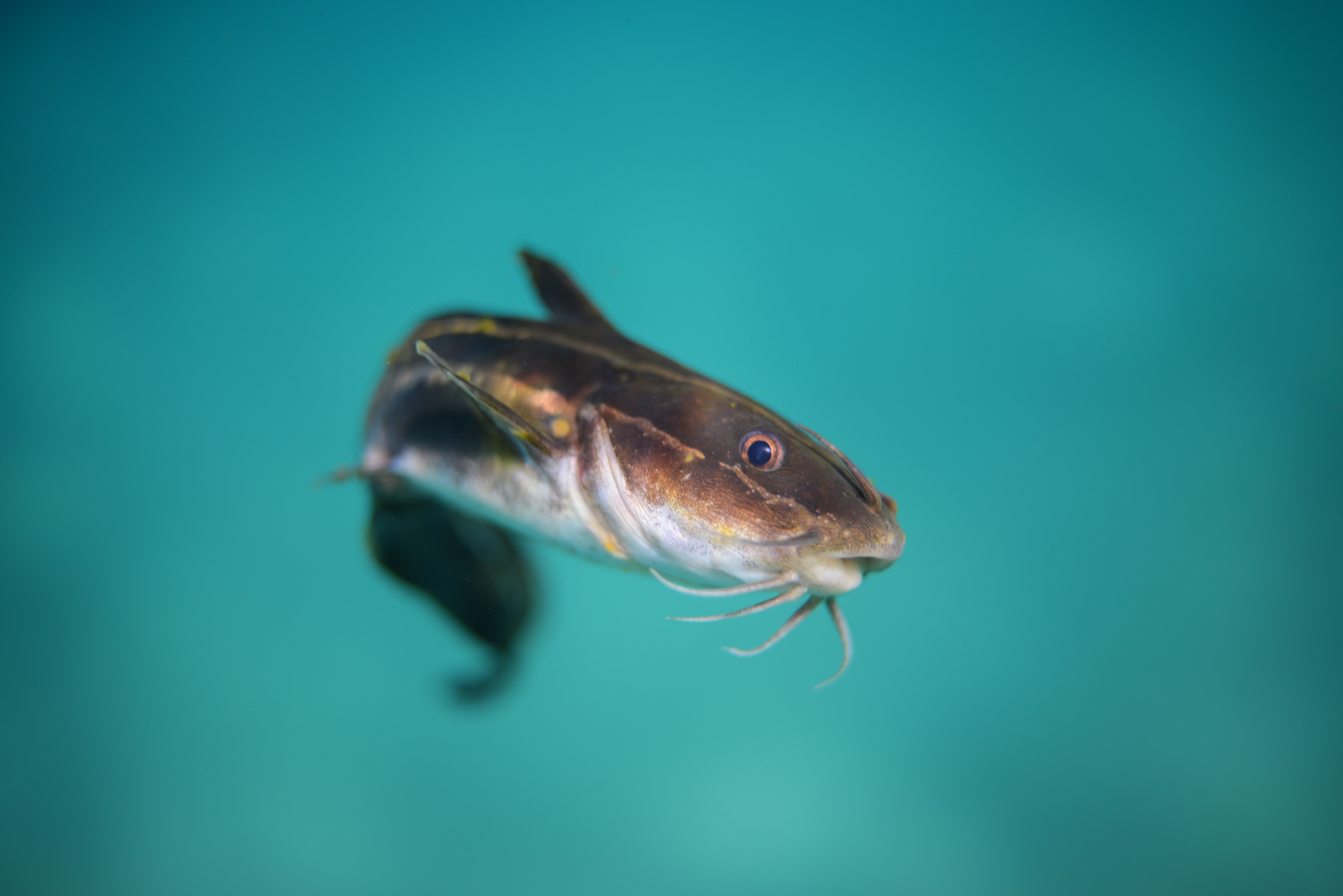 Catfish Stocking Heading Back to Neighborhood Fishin’ Lakes in Texas