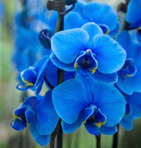 Phalaenopsis Orchid Dyed Blue