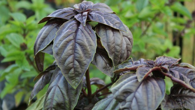 A plant has purple leaves.