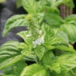Small white flowers bloom on light green leaves