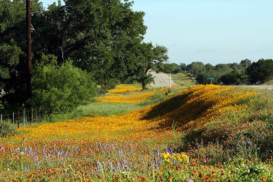 Cultivating a Wildflower Garden