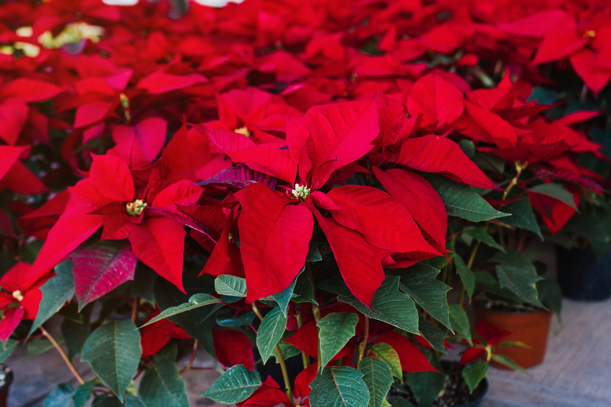 Poinsettia: Magnificent Holiday Embellishments